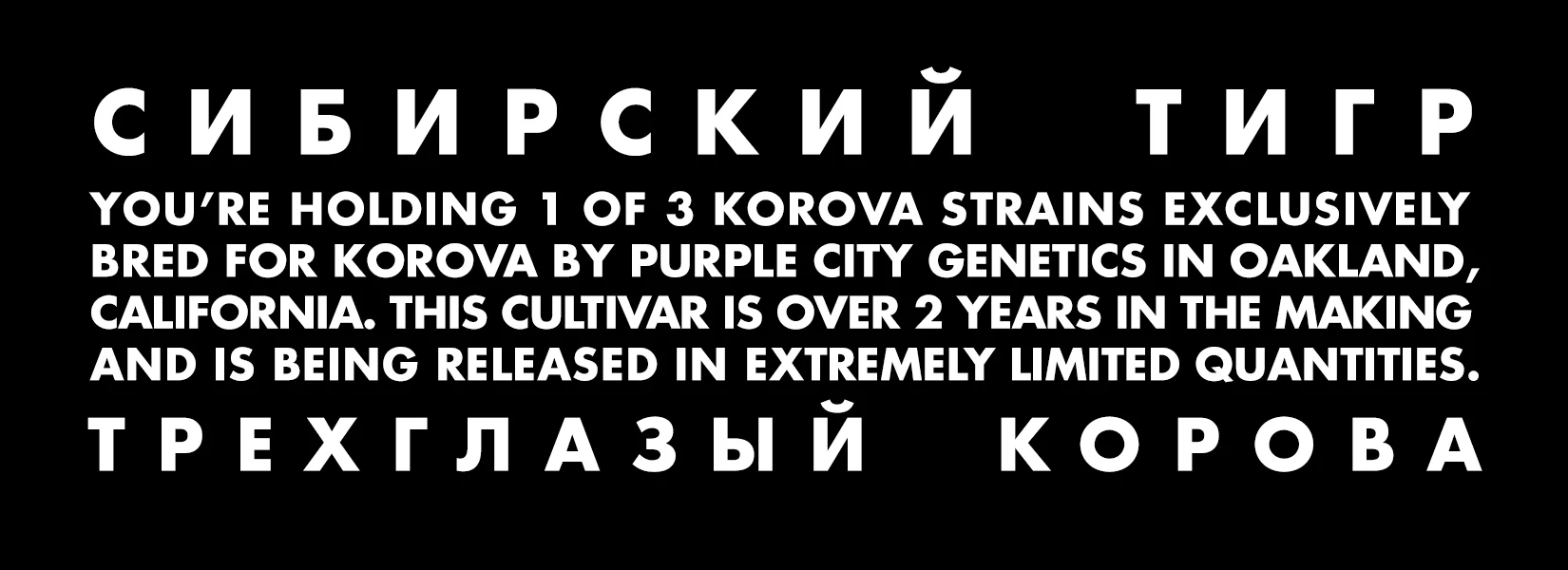 BACK STICKER - SIBERIAN - W5.5 X H2.jpg