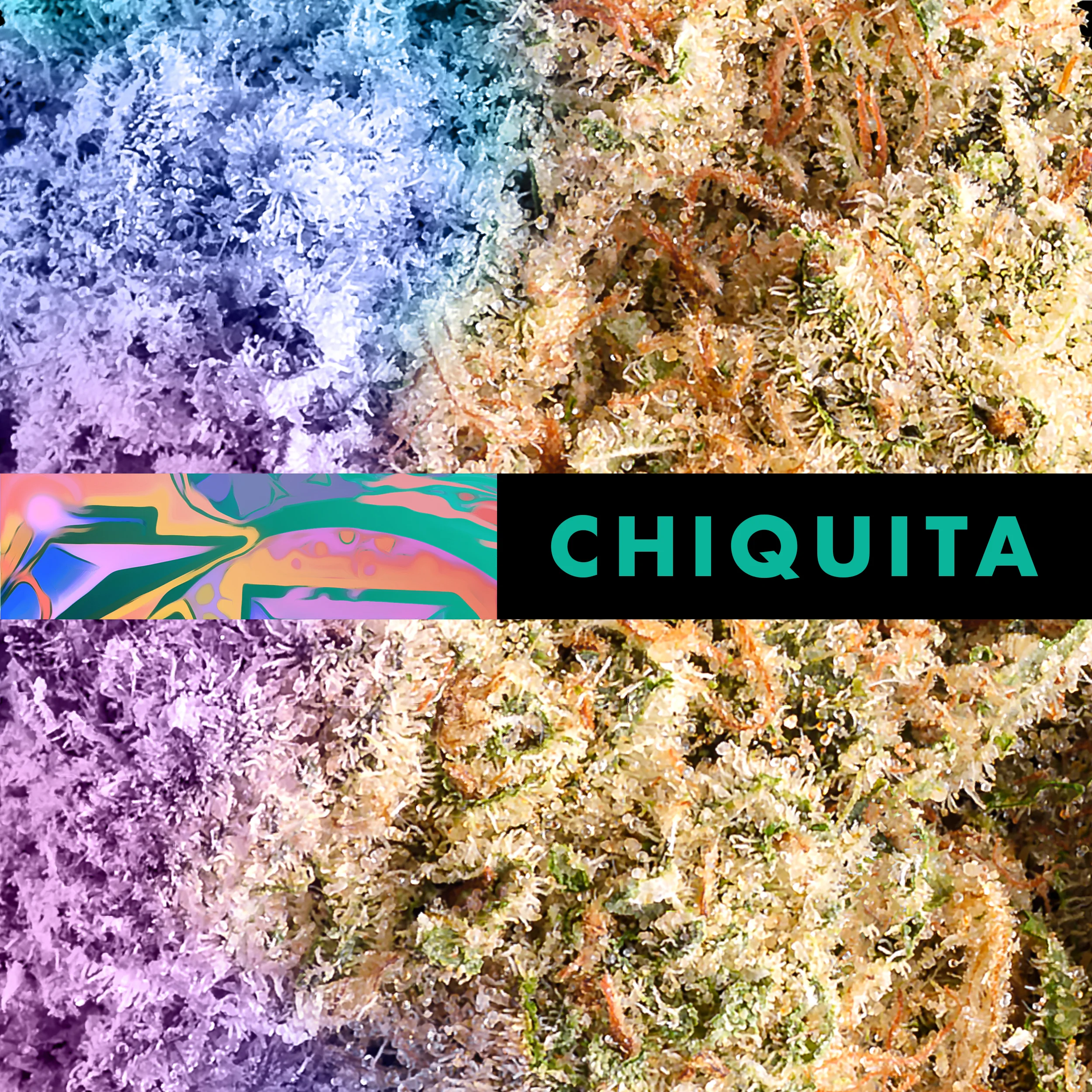 CHIQUITA MACRO SWATCH.jpg