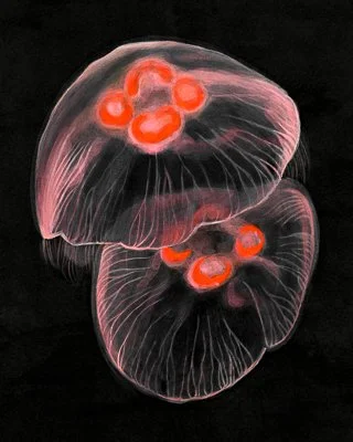 Anemone005_CuriousDarlingJellyFish.jpg