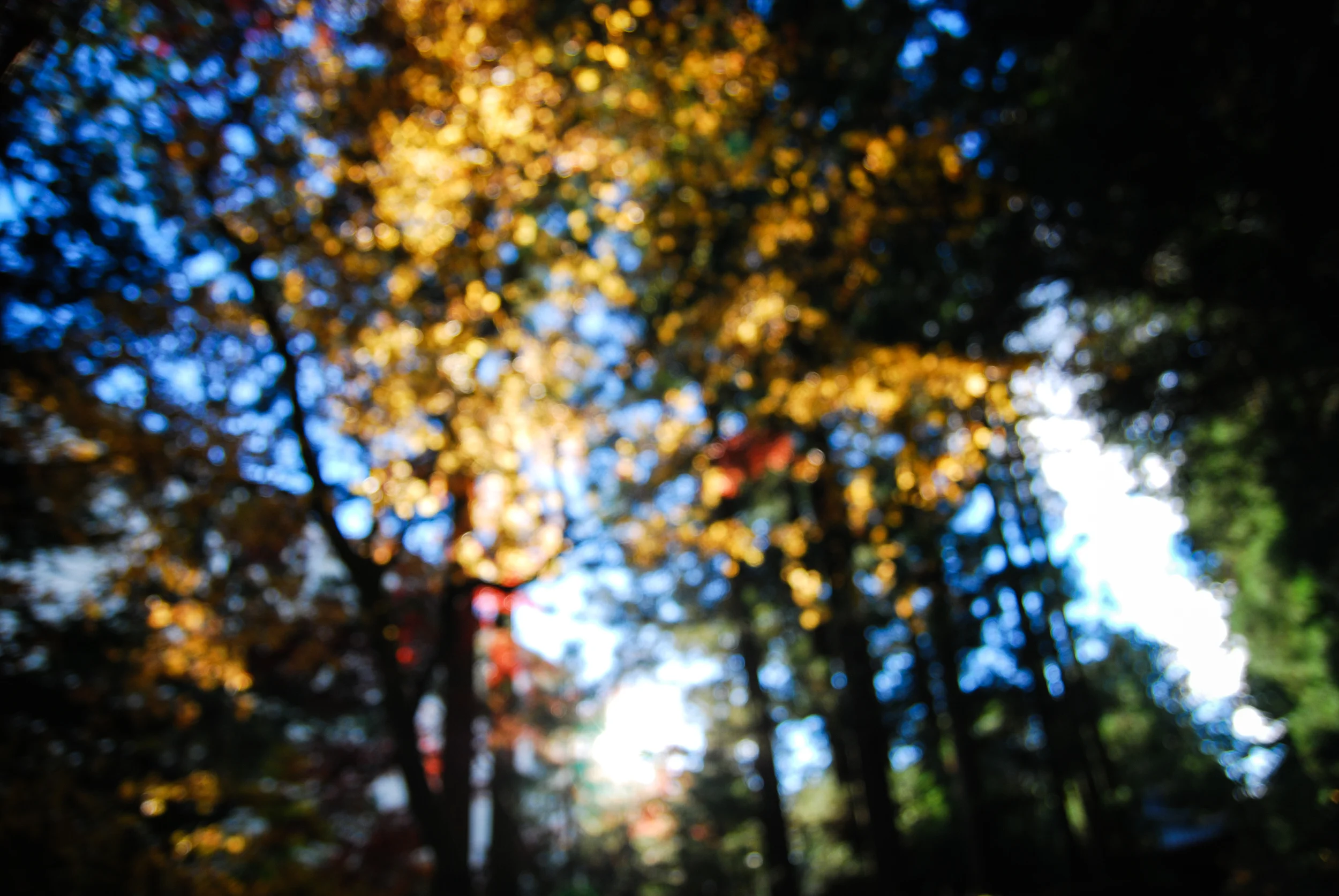 DSC_2951.jpg