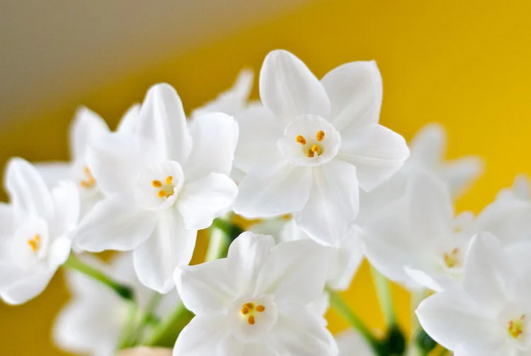 Free Download: Do Paperwhites Smell Like Cat Pee?