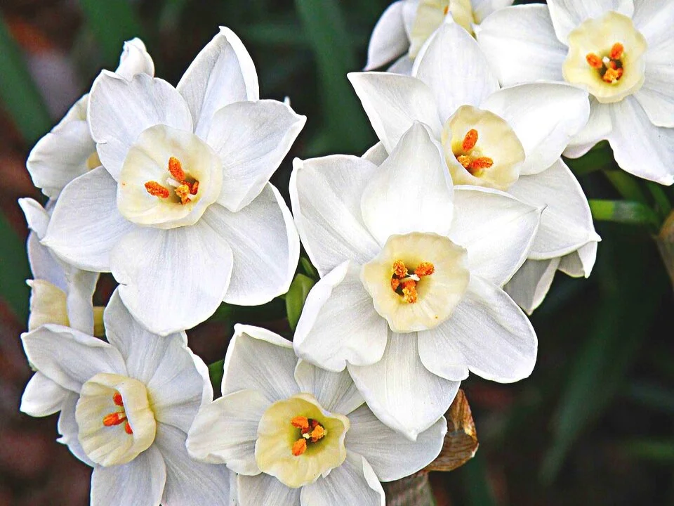 Free Download Do Paperwhites Smell Like Cat Pee? Kate Teves