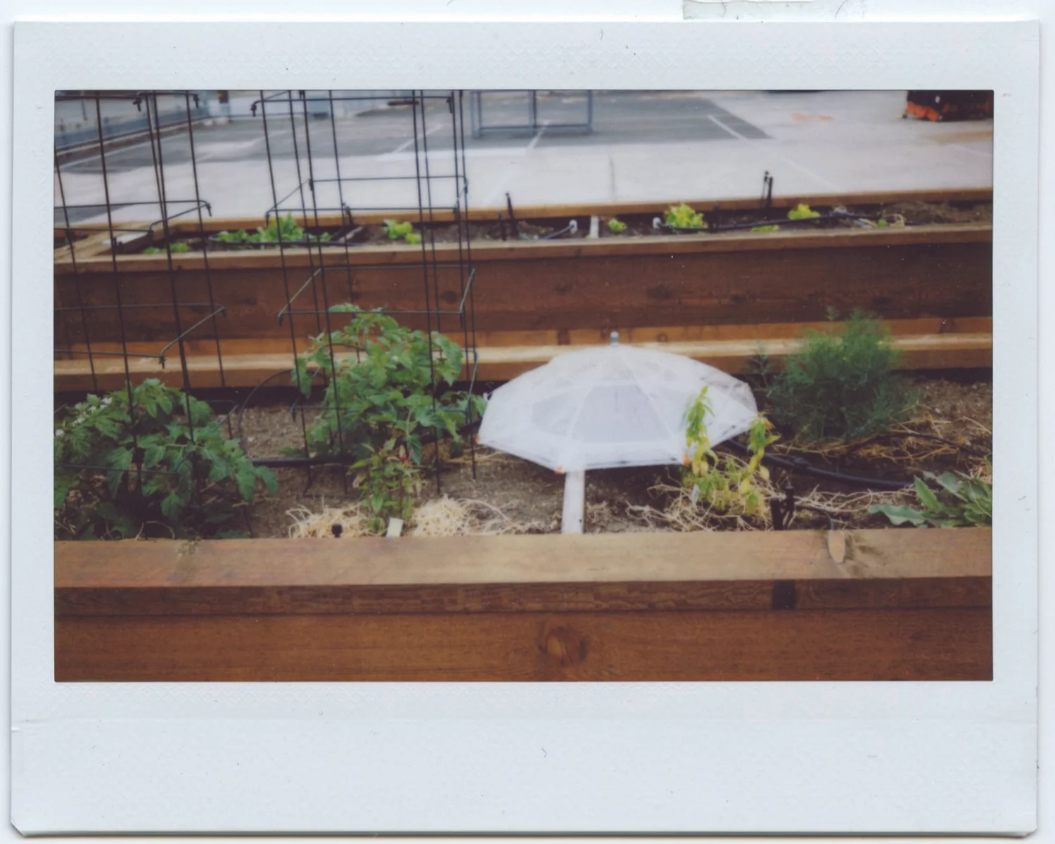02_conePolaroid.jpg