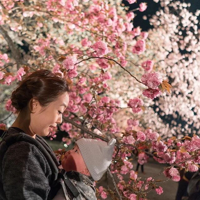 Illuminated cherry blossom by night, Nijo Castle.