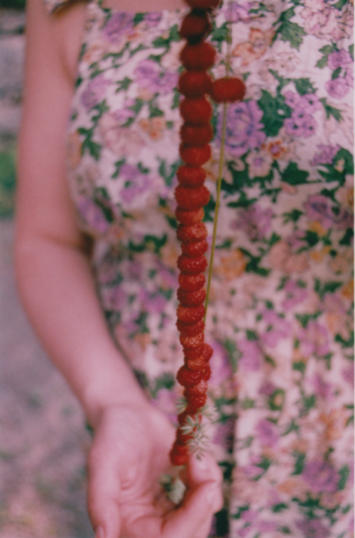 Wild Strawberries