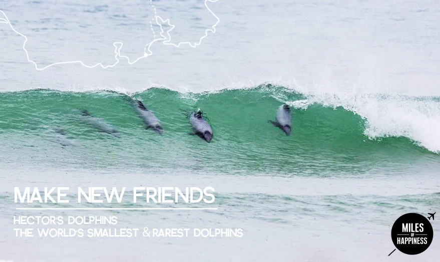 The Catlins - Hector Dolphins