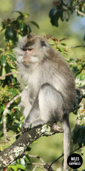 Itinerary of a trip in Indonesia