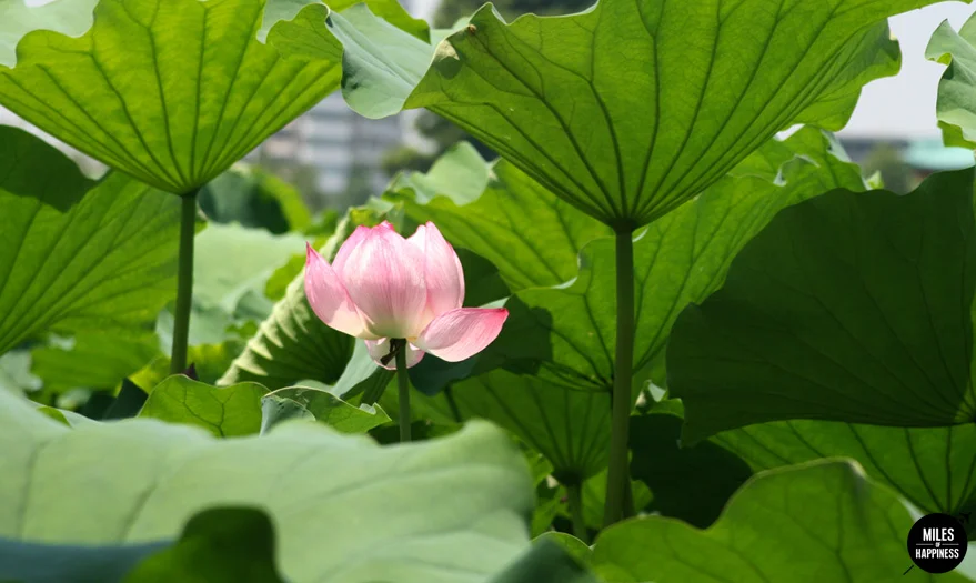Tokyo_Lotus.jpg