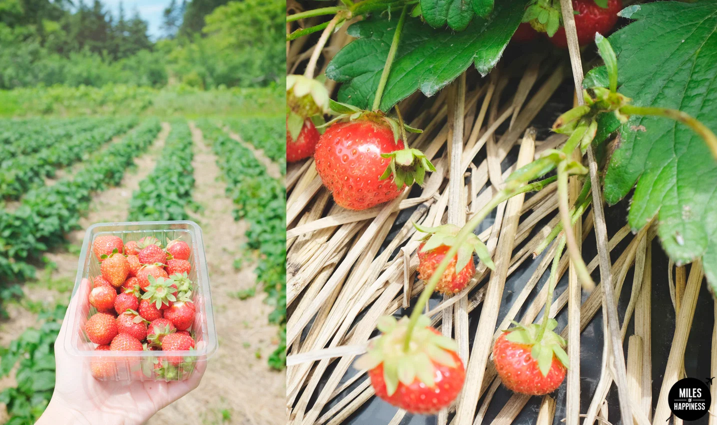 Summer Road Trip in Hokkaido