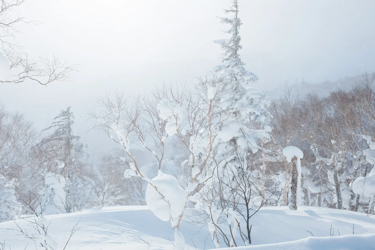 Powder Hunt in Hokkaido : a Ski Trip in Japow