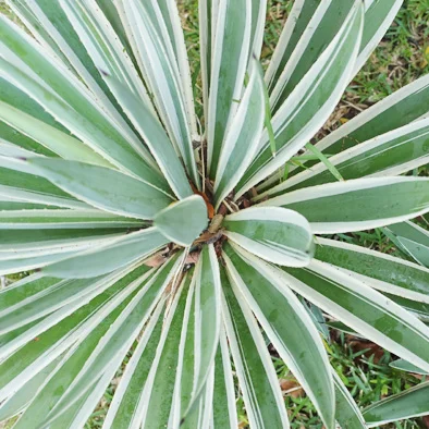 Itinerary of a Road Trip in Mauritius