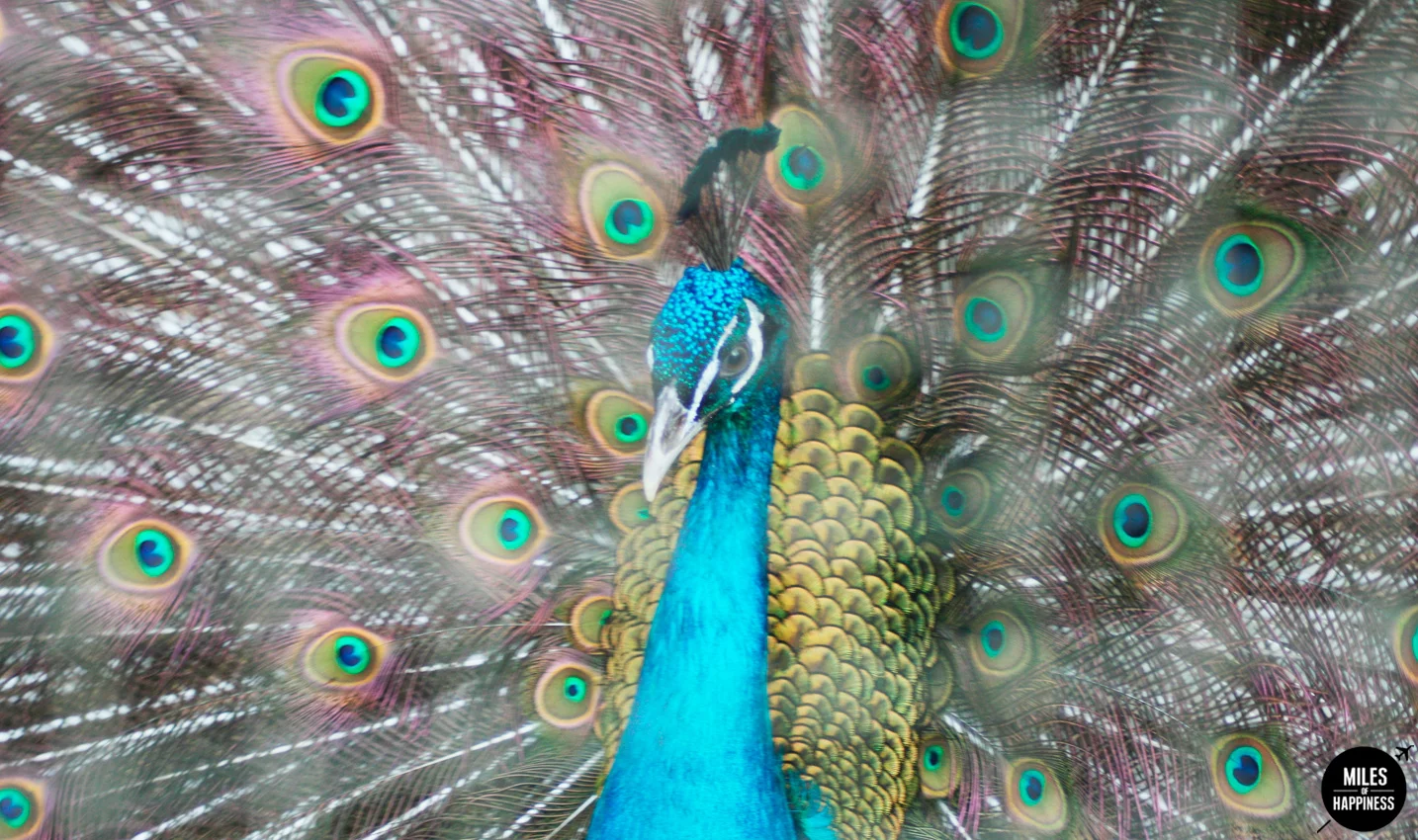 10 Reasons to love Mauritius : The Wildlife