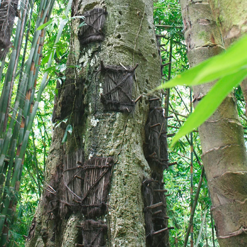 Exploring Tana Toraja