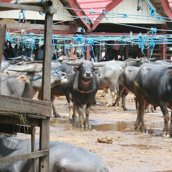 Exploring Tana Toraja
