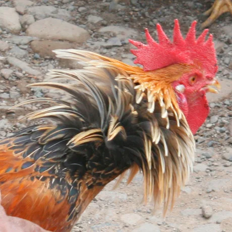 Exploring Tana Toraja