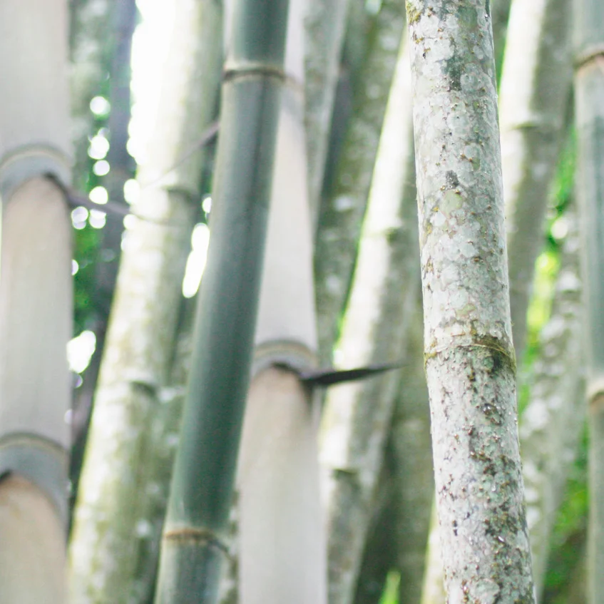 Exploring Tana Toraja