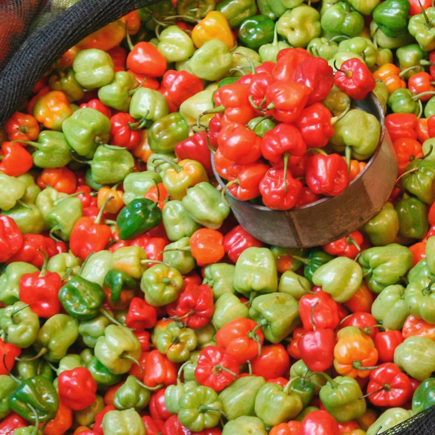 Exploring Tana Toraja