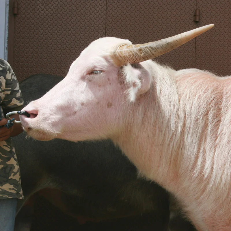Exploring Tana Toraja