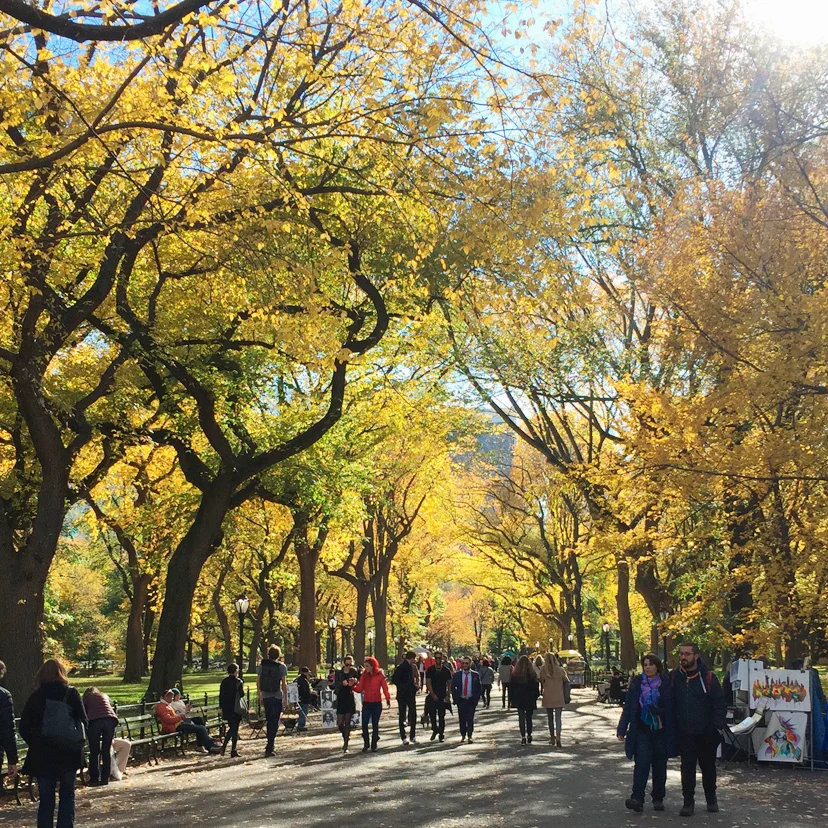 Things to do in Central Park