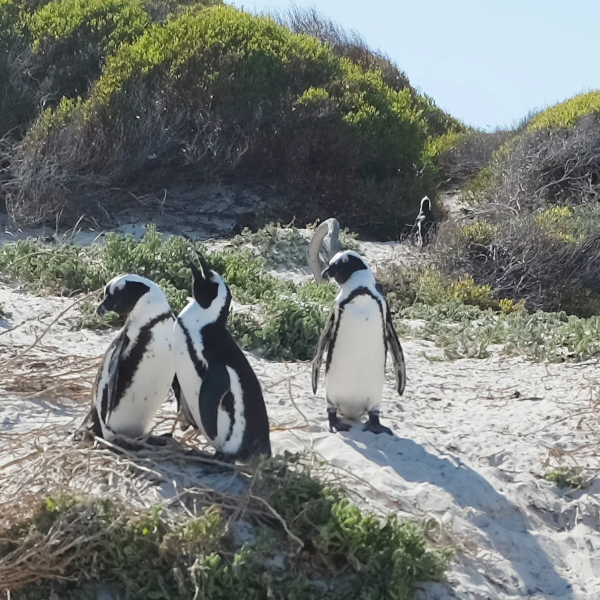 How to spend a week in Cape Town