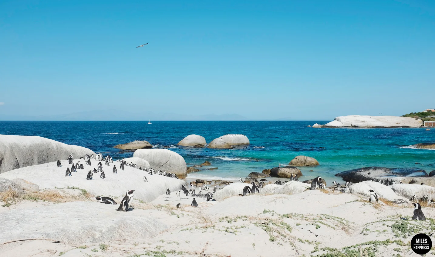 10 Things to do in Cape Peninsula