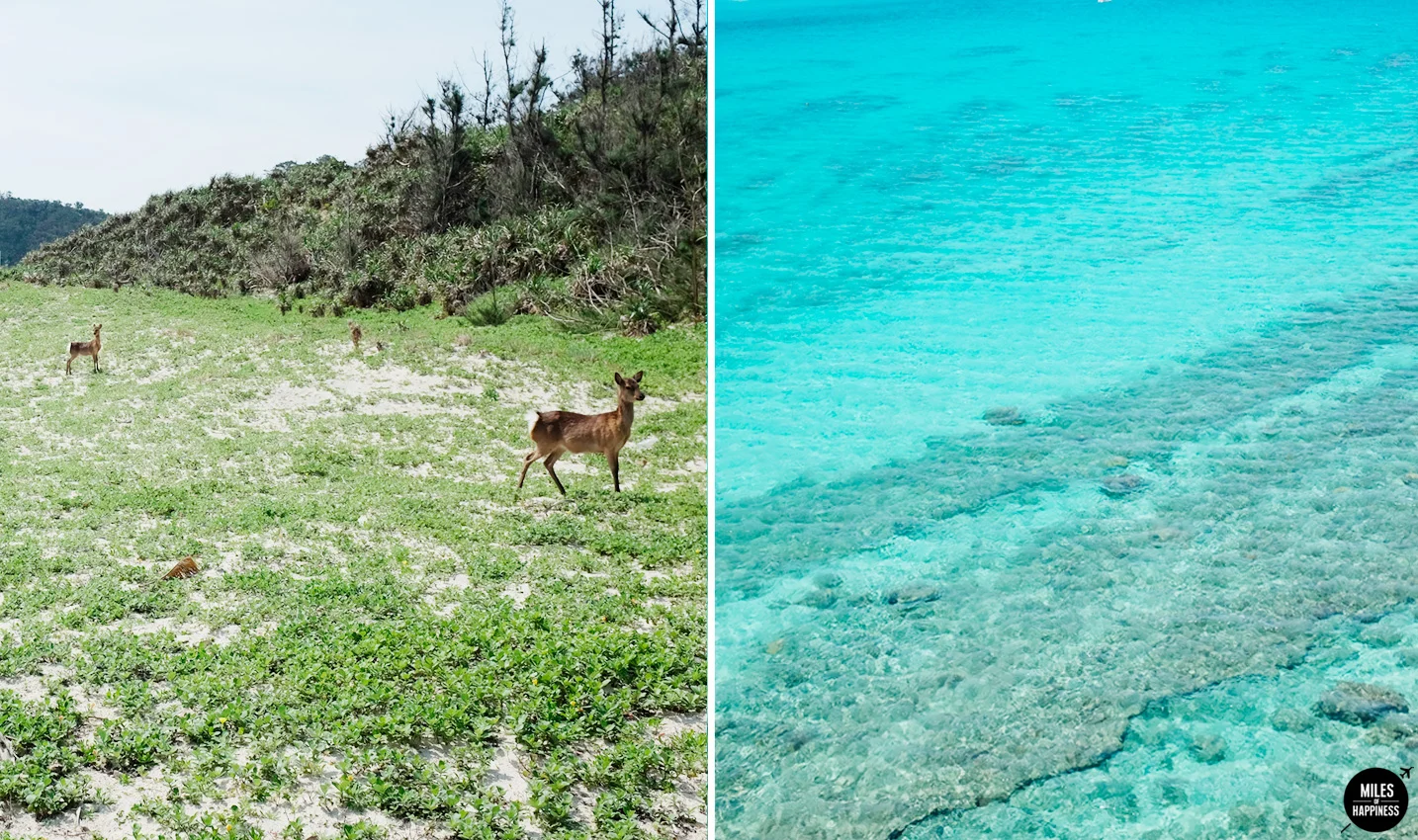 Island hopping in Okinawa: A Guide to the Kerama Islands