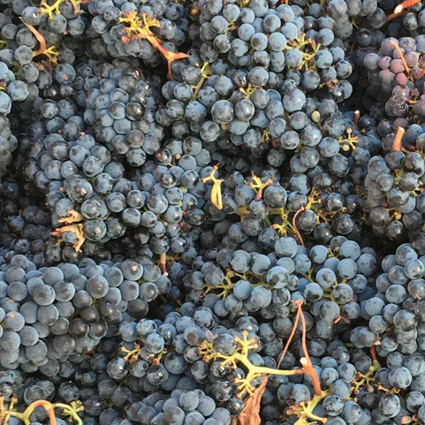 Where to stay in Stellenbosch : Absolute Bosch Guest House