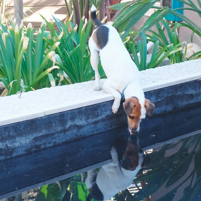 Where to stay in Stellenbosch : Absolute Bosch Guest House