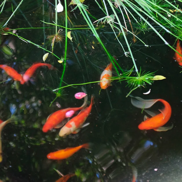 Where to stay in Stellenbosch : Absolute Bosch Guest House