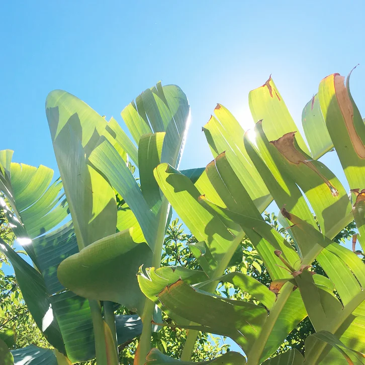 Where to stay in Stellenbosch : Absolute Bosch Guest House