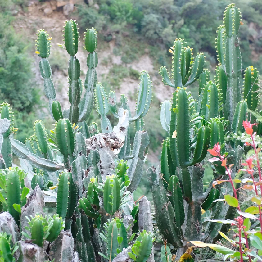 Trekking in the Himalayas: Langtang Valley