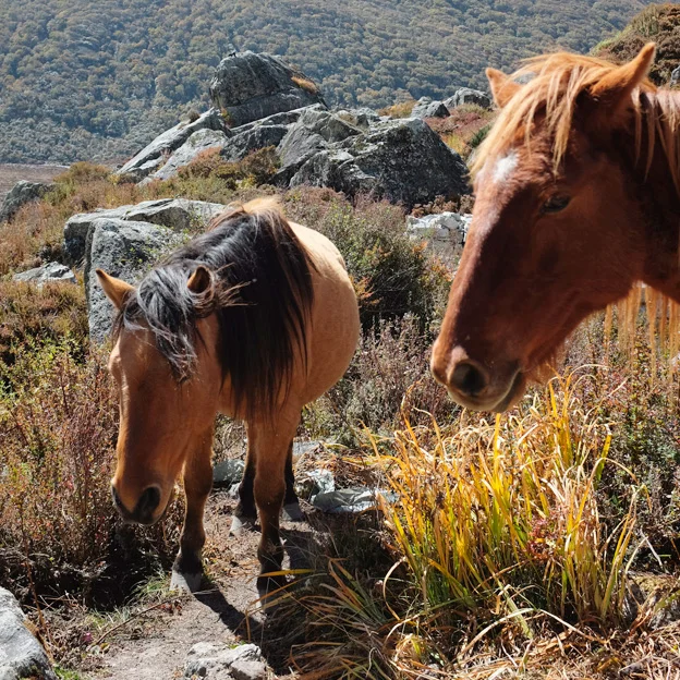 Trekking in the Himalayas: Langtang Valley
