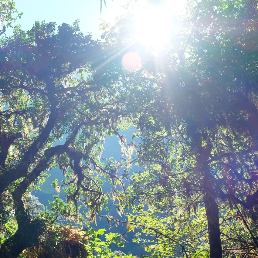 Trekking in the Himalayas: Langtang Valley