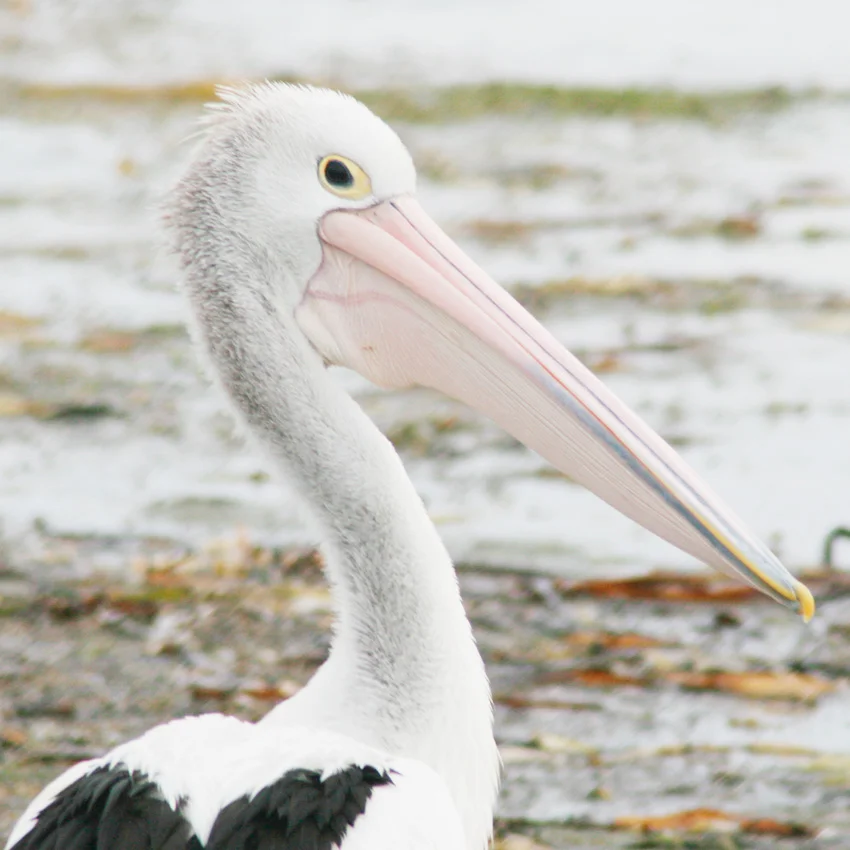Into the wild: A Guide to Kangaroo Island