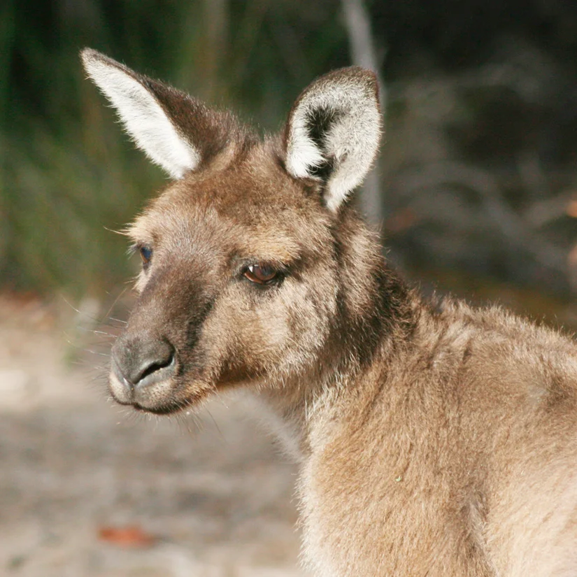 Into the wild: A Guide to Kangaroo Island