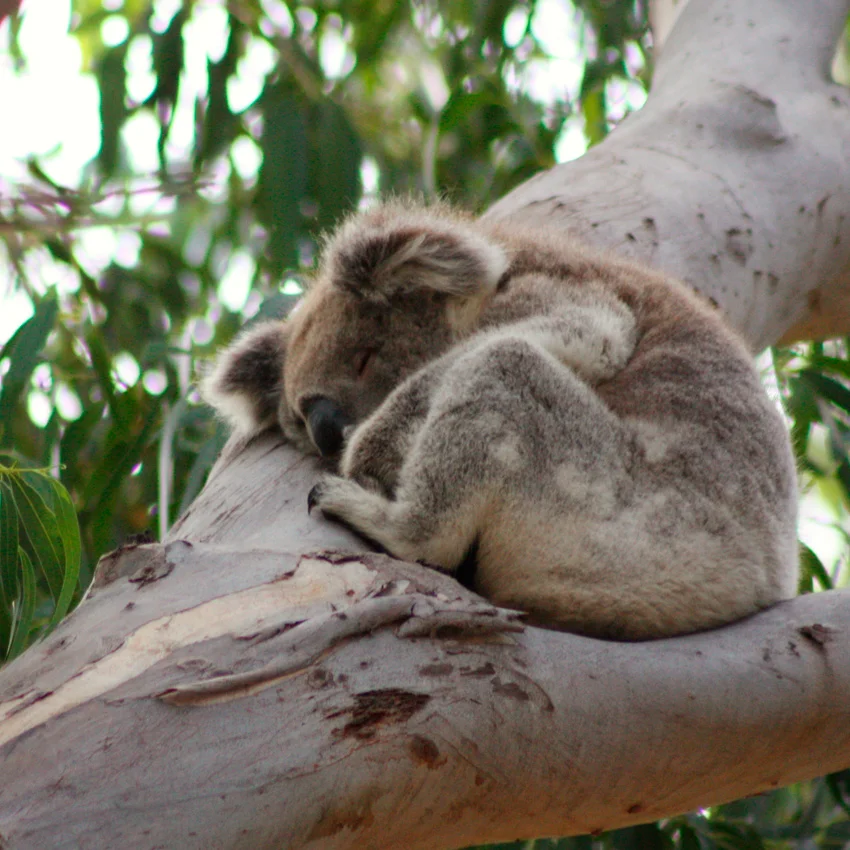 Into the wild: A Guide to Kangaroo Island [Photo: ©Eric Cowez]