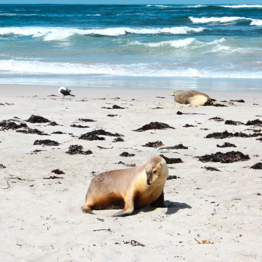 Into the wild: A Guide to Kangaroo Island [Photo: ©Eric Cowez]