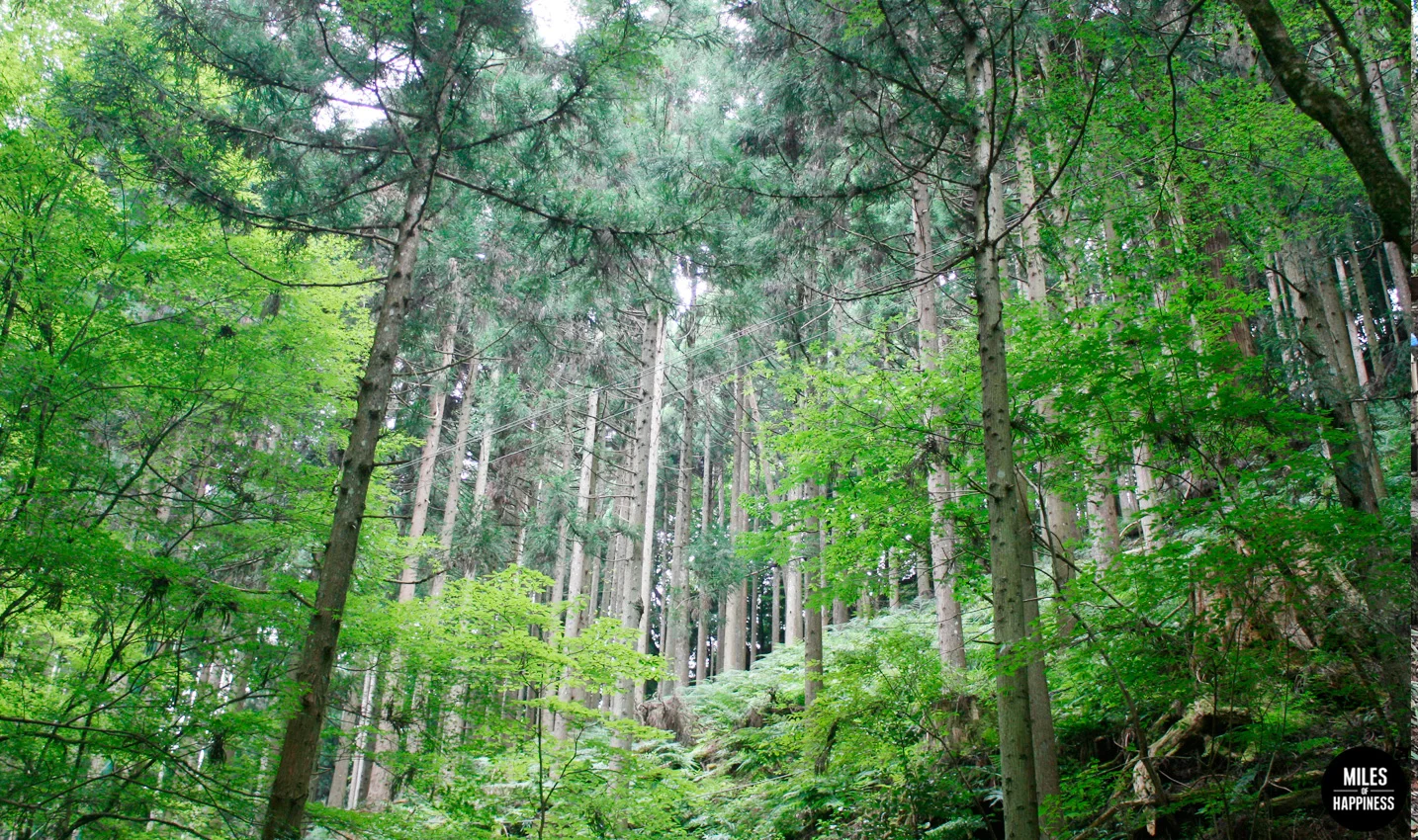 Falling in love with Japan: 10 Things to do in Kyoto