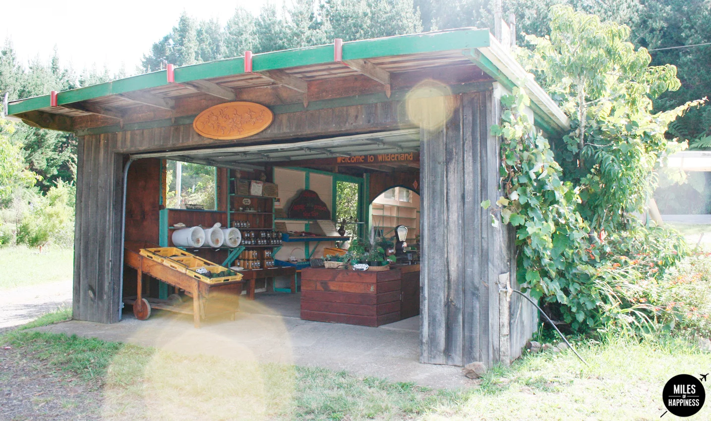 New Zealand: Itinerary of a road trip in the Coromandel Peninsula