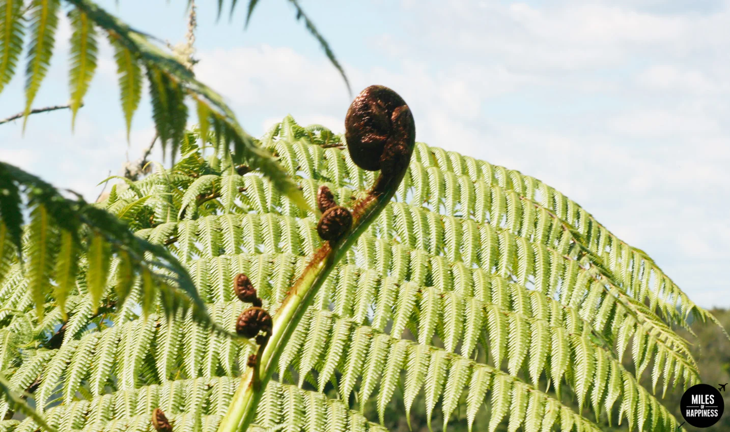 A volcanic wonderland : what to do in Rotorua
