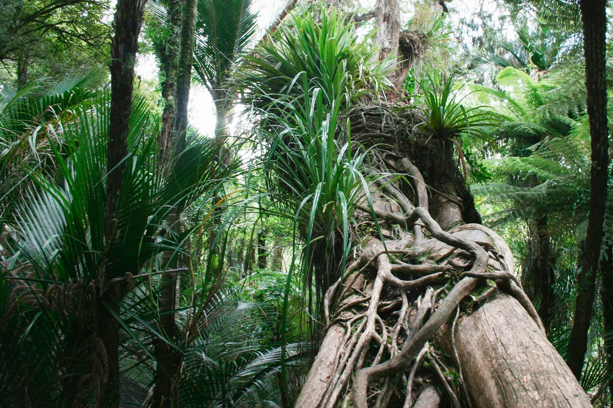 10 Things to do in Auckland region