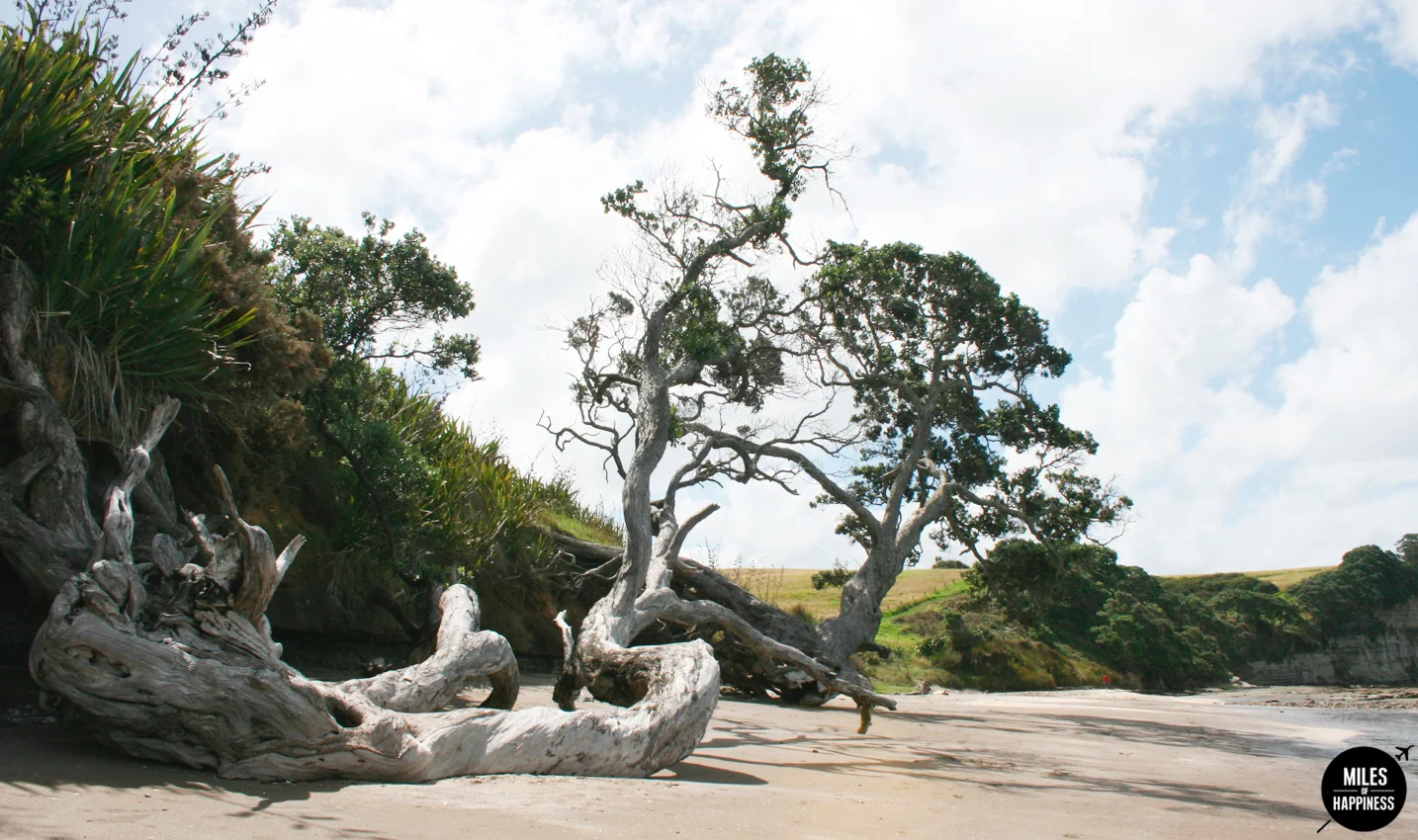 10 Things to do in Auckland region : Long Bay