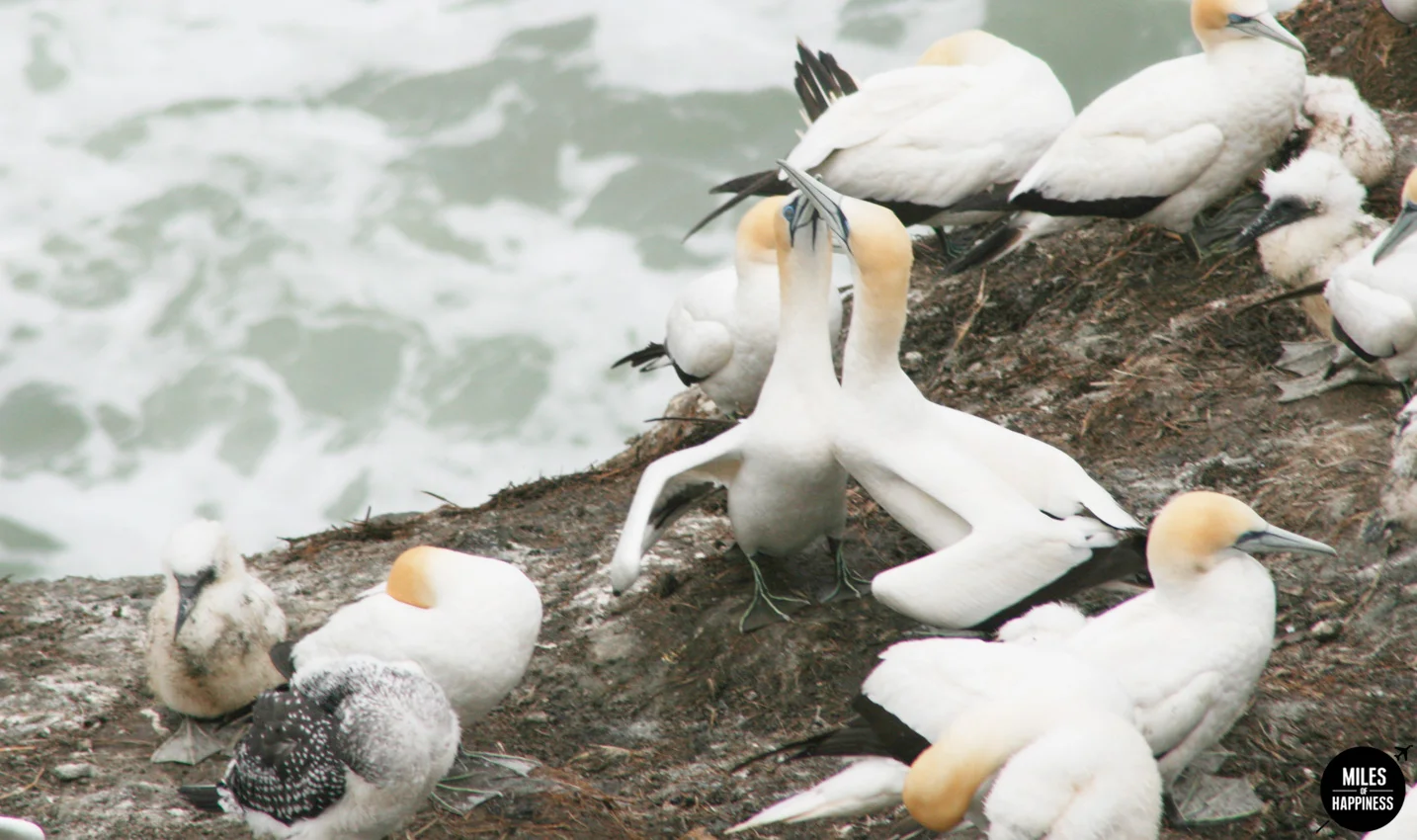 10 Things to do in Auckland region : Muriwai