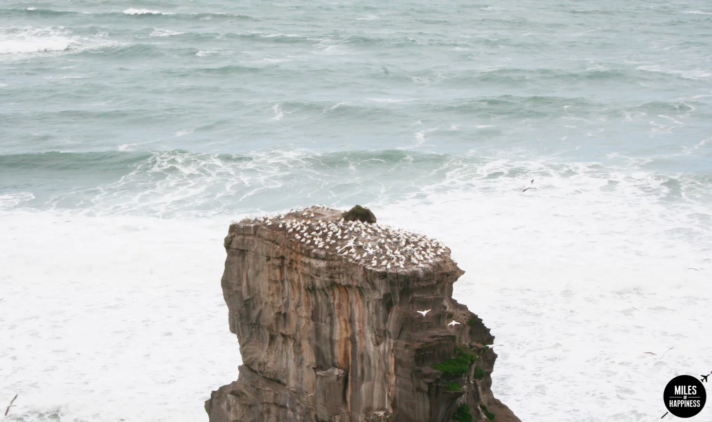 10 Things to do in Auckland region : Muriwai