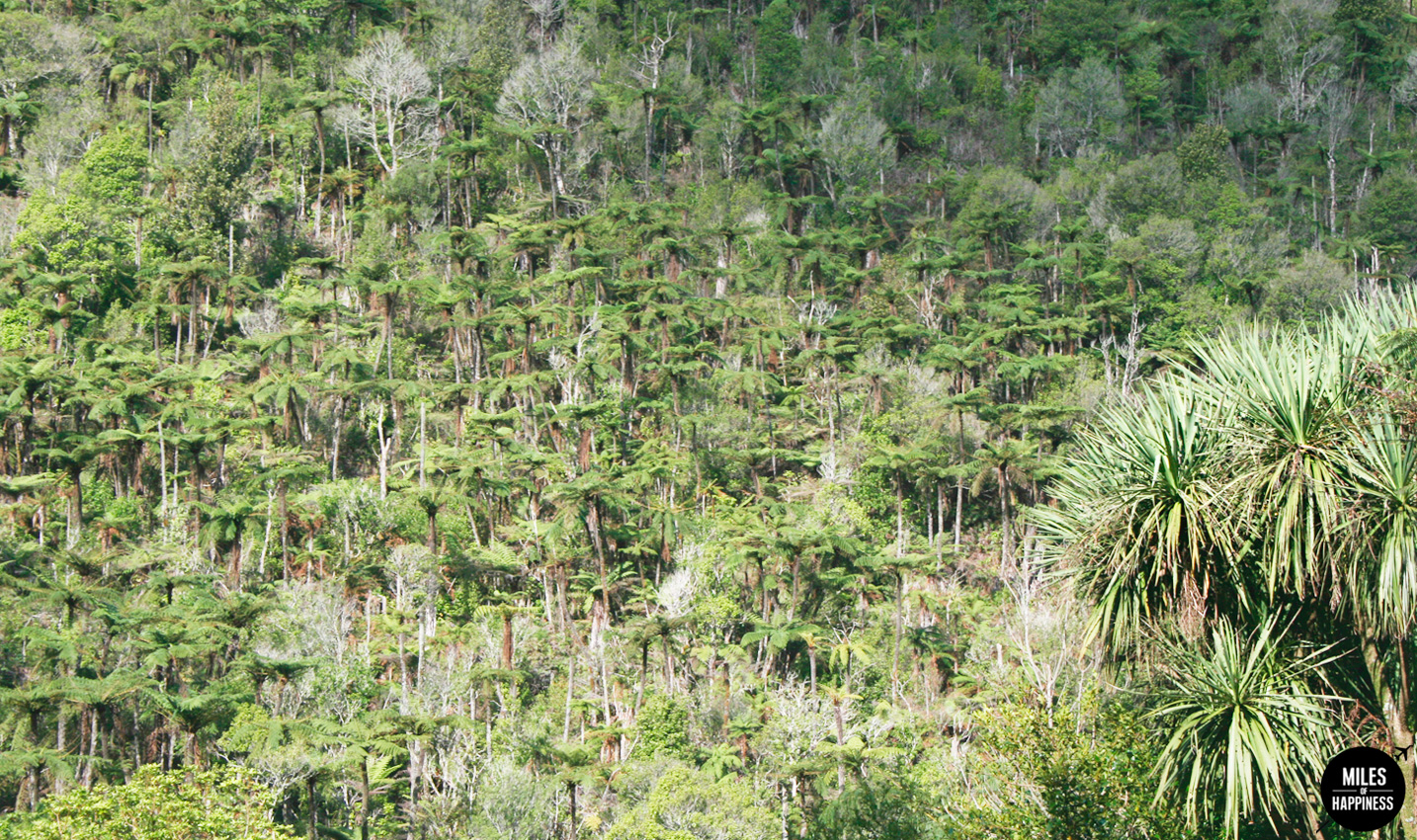 A volcanic wonderland : what to do in Rotorua