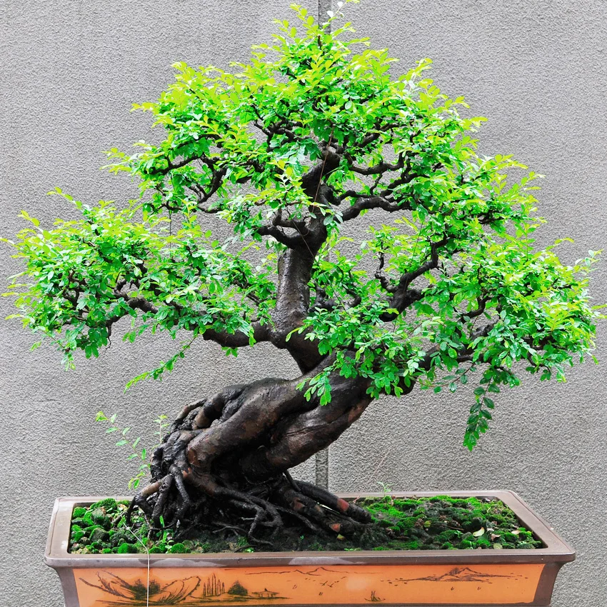 One week in Hong Kong : Itinerary