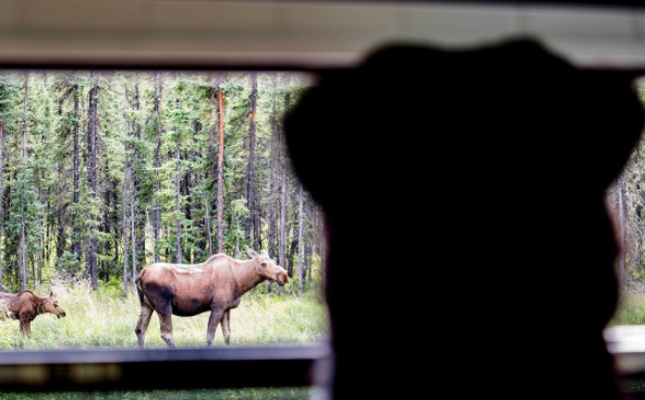 Expedition Happiness : Traveling from Alaska to Argentina... on the coolest bus!
