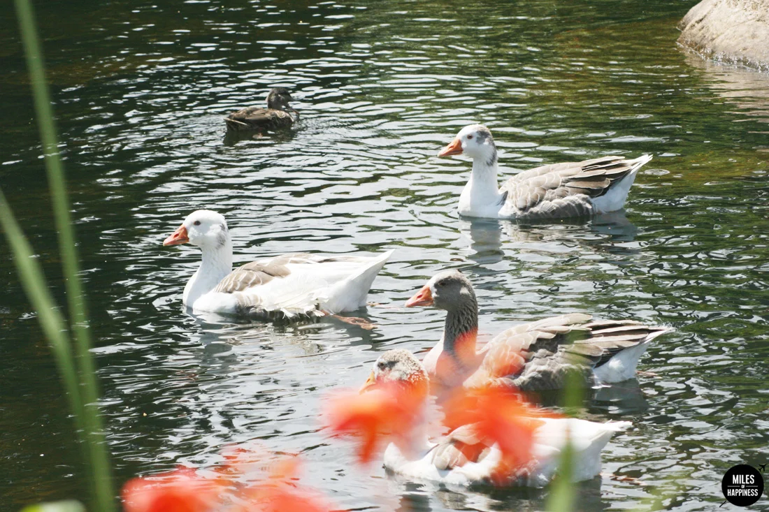 Heading North in New Zealand: Itinerary of a road trip from Bay of Islands to Cape Reinga