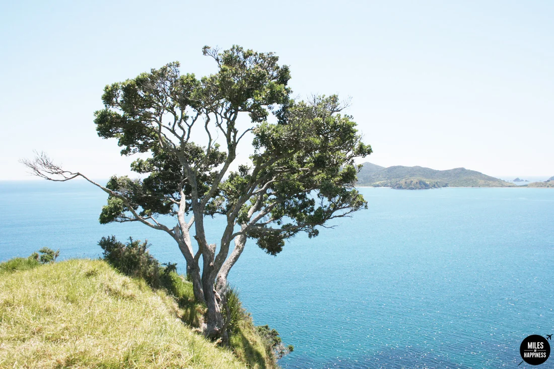 Heading North in New Zealand: Itinerary of a road trip from Bay of Islands to Cape Reinga