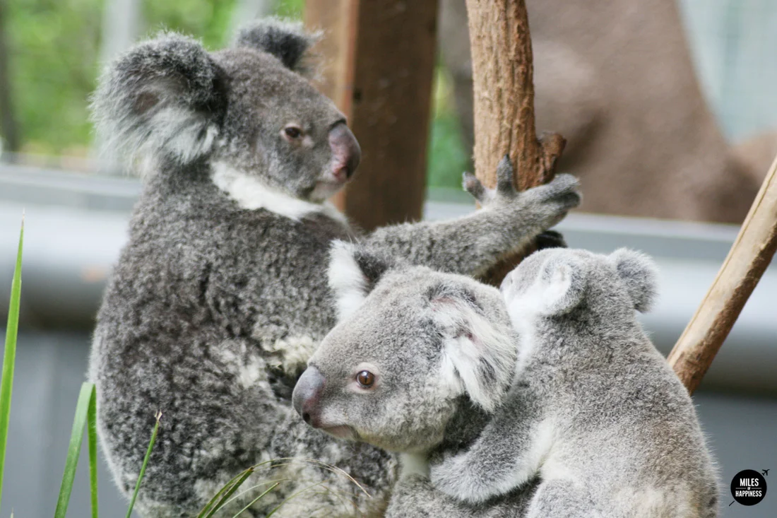 10 things to do on Australia's East Coast